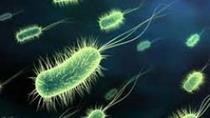 Antibiyotiklere dirençli bakteri bulundu