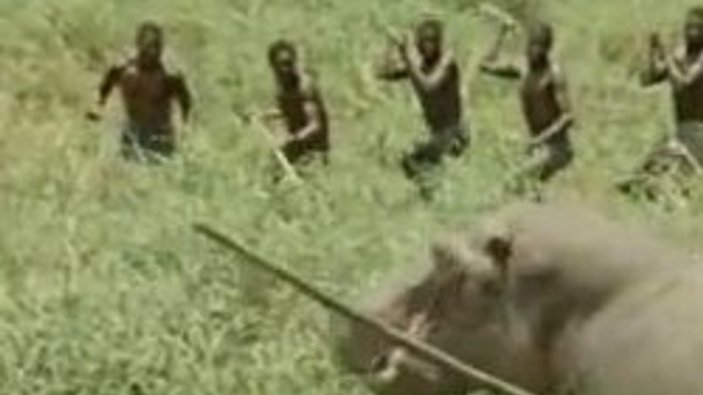 Afrika yerlilerinin vahşi av taktiği - Video