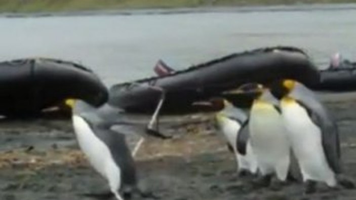 Penguenlerin iple imtihanı İZLE