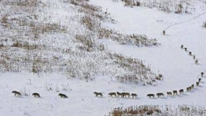 Ardahan'da kurtlar sürü halinde merkeze indi