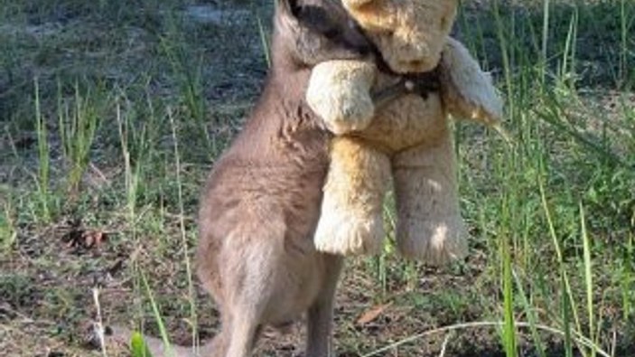 Yalnız kanguru oyuncak ayısından ayrılmıyor