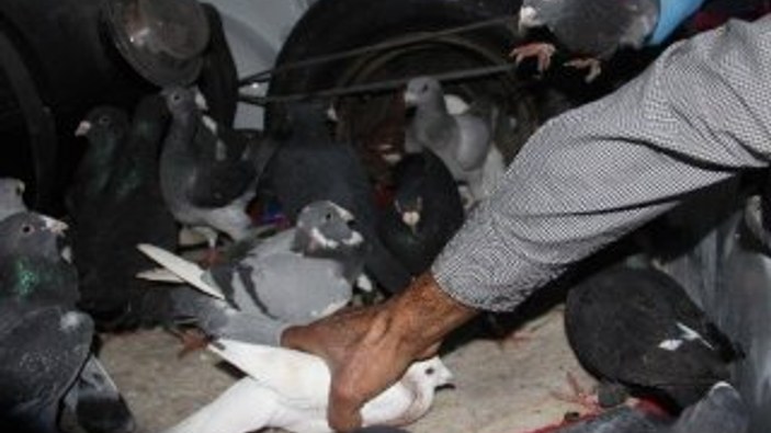 Adana'da otomobil çalan hırsızlar 30 güvercini gasp etti