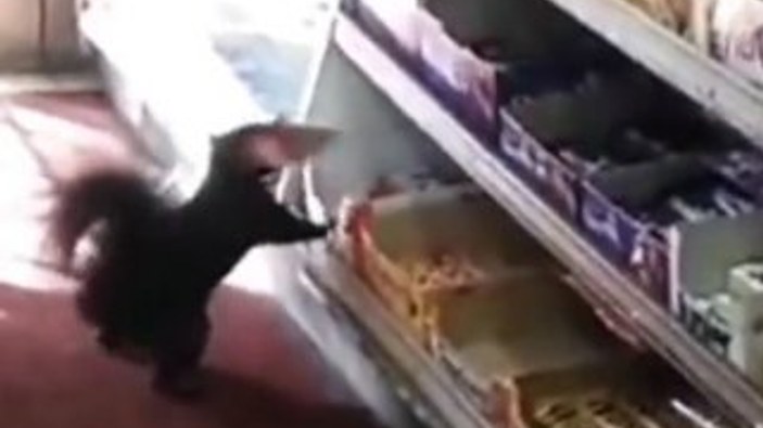 'Hırsız sincaplar' marketten 40'tan fazla çikolata çaldı