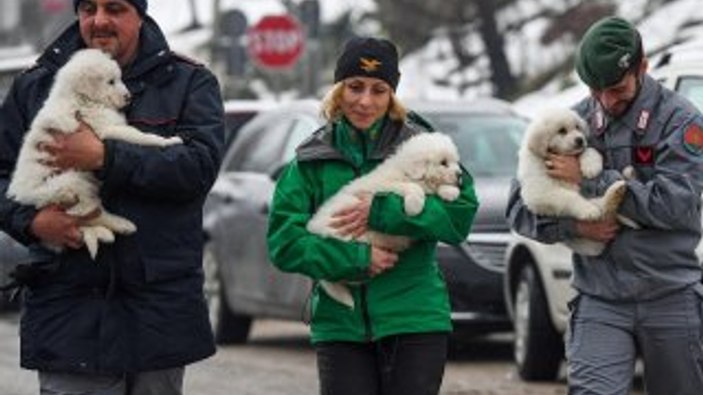 Çığ felaketinden 5 gün sonra 3 köpek yavrusu kurtarıldı