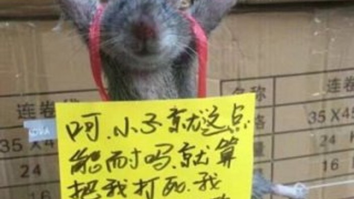 Çin'de pirinç çalan fareye ceza