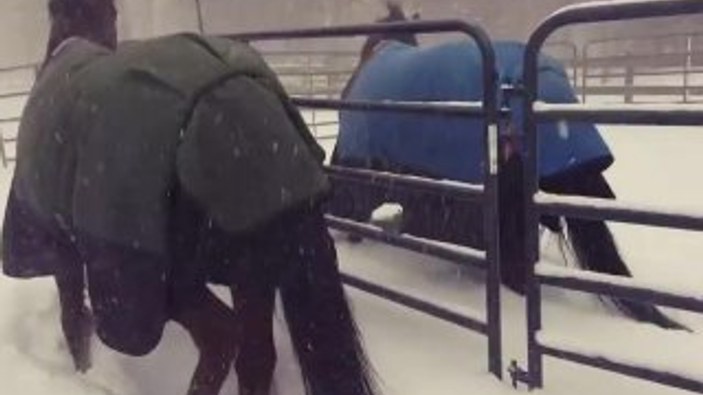 İlk kez kar gören atların şaşkınlığı