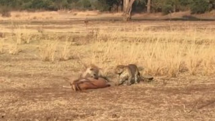 Leopar avını sırtlana kaptırdı