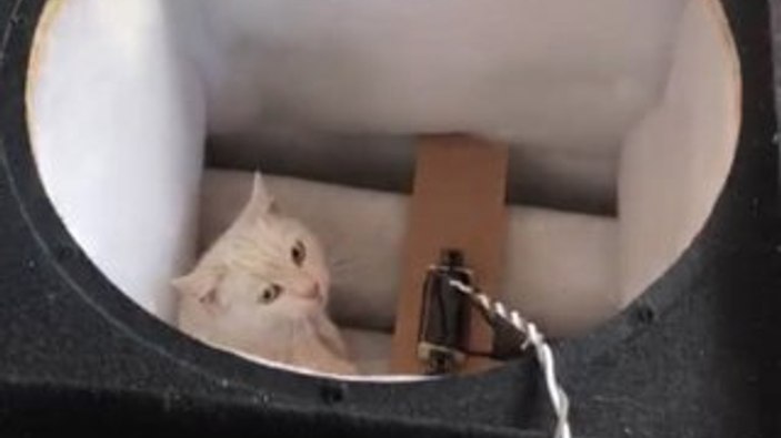 Hoparlöre sıkışan kediyi tiyatrocular kurtardı