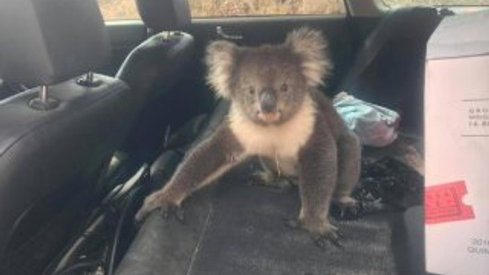 Sıcaktan bunalan koala klimayla serinledi
