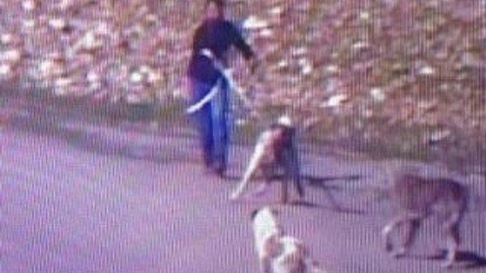 Kangal köpeği çalan hırsız güvenlik kamerasına takıldı