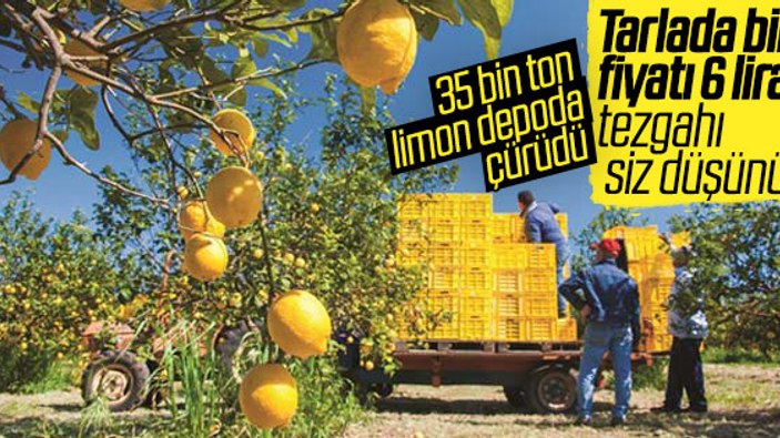 Yağmur yiyen limonlar erken çürüdü