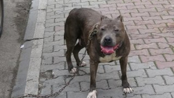 Bolu'da polis ile köpek hırsızları arasında kovalamaca