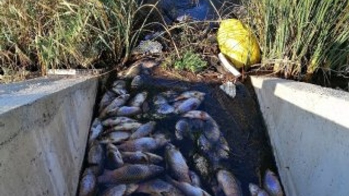 Çanakkale'de balık ölümlerine ilişkin inceleme başlatıldı