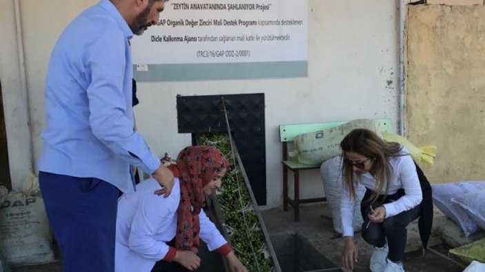 Derik zeytinyağının ilk ihracatı Tayvan'a oldu