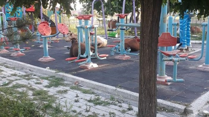 Tekirdağ'da büyükbaş hayvanlar parkı işgal etti