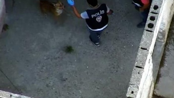 Adana’daki çete operasyonunda polise köpek saldırdı