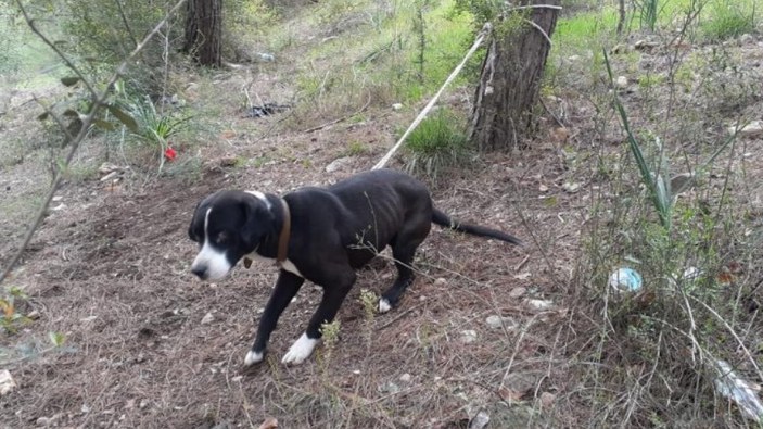 Osmaniye'de ağaca bağlanan köpek ölüme terk edildi