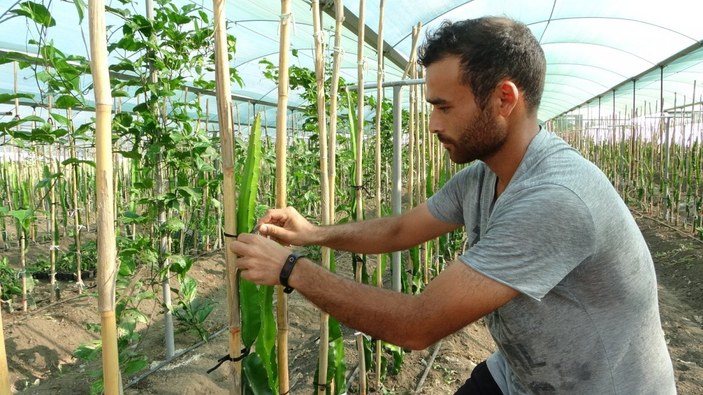 Adana'da hayvan yemi ekilen tarlayı, tropikal meyve serasına dönüştürdü