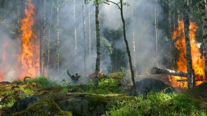 Brezilya Amazonlarında yangınlar ağustos ayında beş kat arttı
