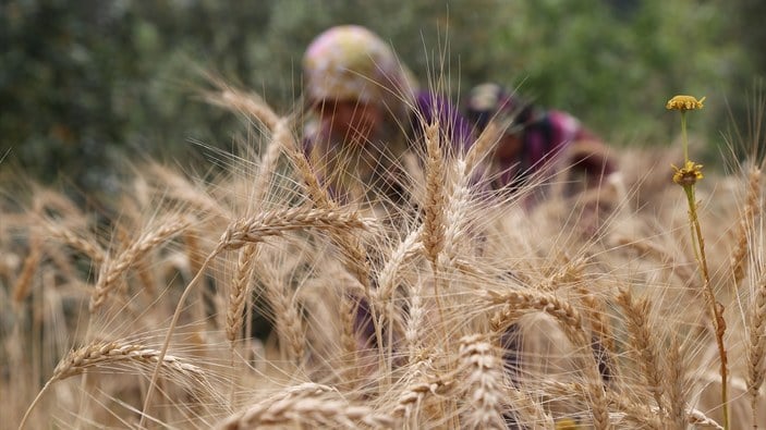 Geçen yıl mevsimlik tarım işçilerinin ortalama aylığı 6 bin 547 lira oldu