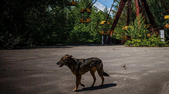 DNA yapıları farklı: Çernobil'in sokak köpeklerinde radyasyonun genetik etkileri inceleniyor