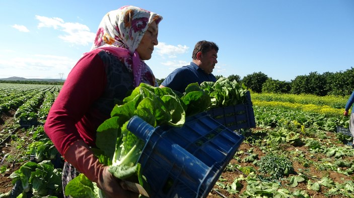 Kozan'da marul hasadı başladı: Tarlada 4, markette 10-15 TL