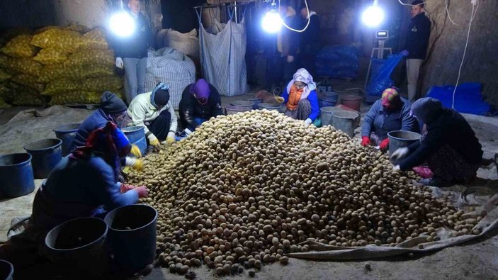 Milli patates tohumları Niğde'de üretime hazır