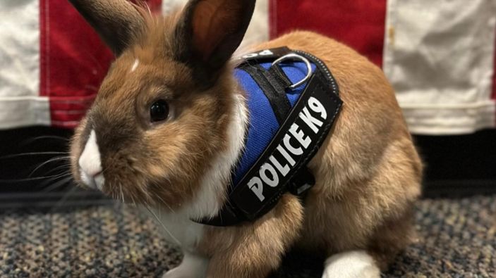 ABD'de 'tavşan polis' görenlerin yüzünü güldürüyor