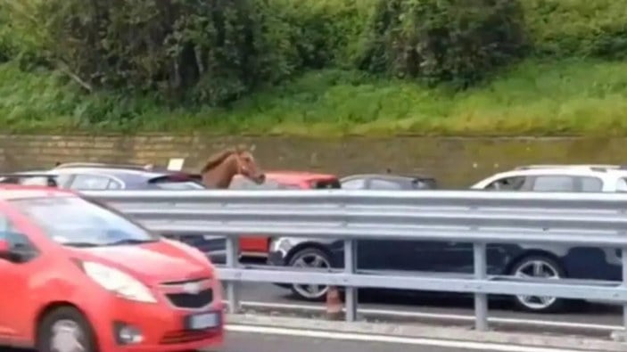 İtalya'da hipodromdan kaçan at trafiği karıştırdı