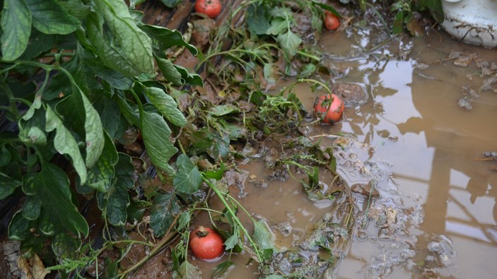 Antalya'da sağanak yağış sonrasında domates serası sular altında kaldı