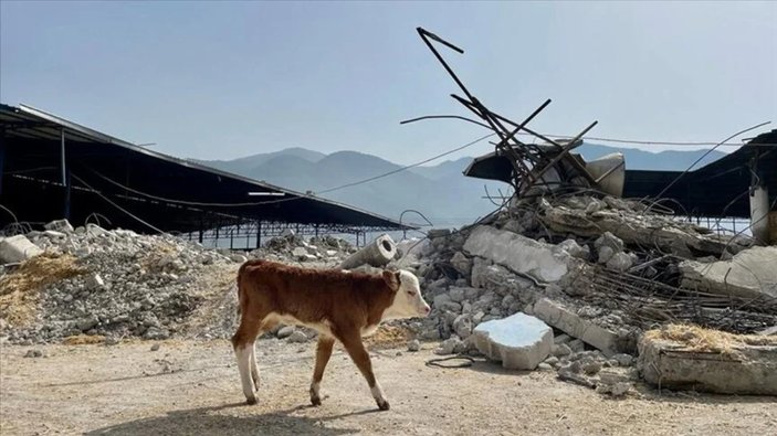 Tarım ve Orman Bakanı Vahit Kirişci: Depremde telef olan hayvanlarının yerine bedelsiz dağıtım başladı