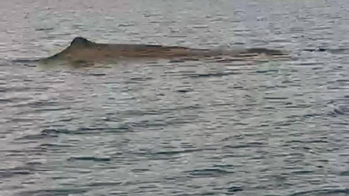 Muğla Marmaris açıklarında balina görüntülendi