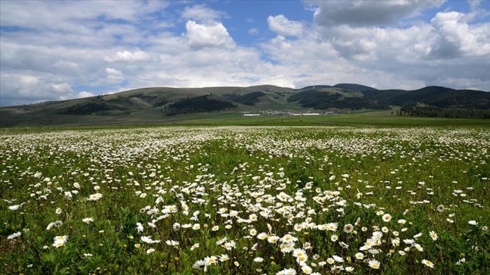 Sarıkamış'ın doğası papatya ve gelinciklerle süslendi