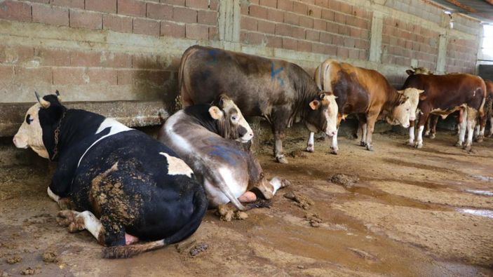 Adana'da kurbanlık satışı başladı