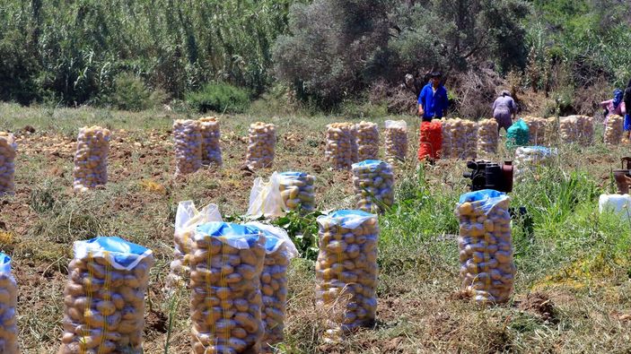 Muğla'da turfanda patates hasadı sona erdi