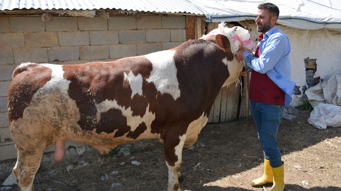 Hakkari'de 1 tonluk danaya 130 bin lira istiyor