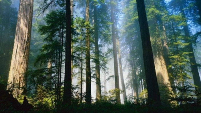 Tuhaf ölümlere dair çarpıcı örnekler: 