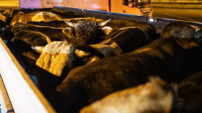 Kurbanlık hayvanların İstanbul'a girişleri başladı