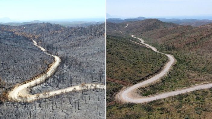 Marmaris'te doğa yangının izlerini siliyor