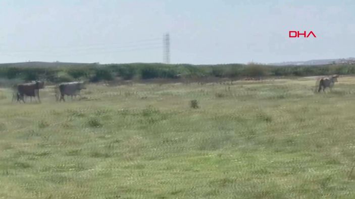 Avcılar'da 7 kurbanlık tosun firar etti