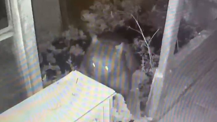Artvin'de ayı balkon kapısını kırıp girdiği evde yiyecekleri yiyip, eşyaları dağıttı