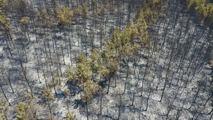 İzmir alevlere teslim oldu! Menderes'te yanan orman havadan görüntülendi
