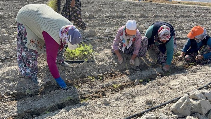 Avrupa'ya ihraç planlanıyor! Isparta'da kuşkonmaz üretimi artıyor