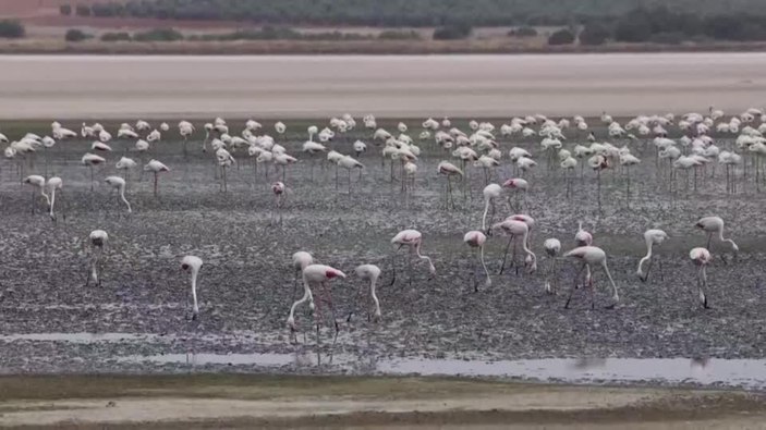 Yunanistan'da flamingoların ölüm nedeni belli oldu: Elektrik kabloları