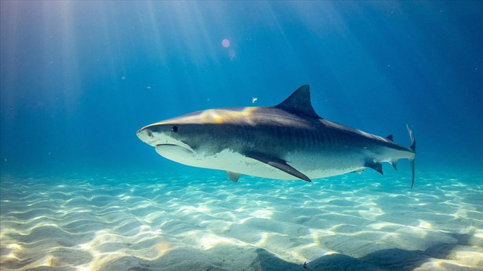 ABD'li şirketten köpek balığı araştırması: Denize atılan uyuşturucudan halüsinasyon görüyorlar