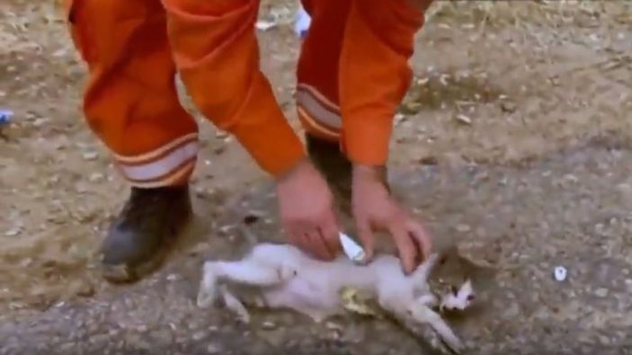 Antalya'da alevlerden etkilenen kediye ilk müdahale orman gönüllüsünden geldi