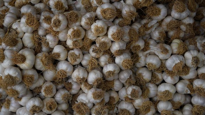 Taşköprü sarımsağında 25 bin ton rekolte bekleniyor