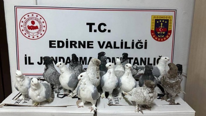 Edirne'de canlı hayvan ve uyuşturucu operasyonu: 4 gözaltı