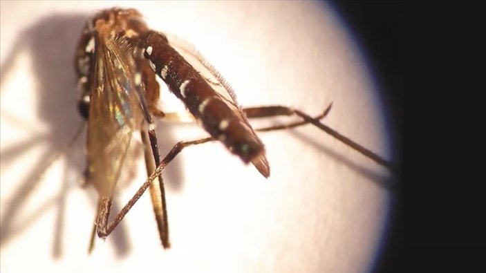 Asya kaplan sivrisineğine karşı uyarı! Plastik atıkların içindeki suya dikkat