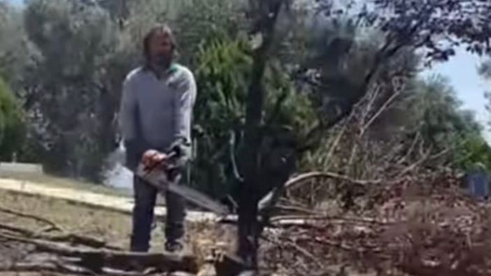 CHP’li Bornova Belediyesi zeytin ağaçları da dahil olmak üzere birçok ağacı kesti